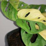Monstera Adonsoni variegata (yellow) half moon