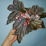 HR-Victorian Butterflay