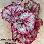ЛИК-Розовое Облачко