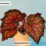 RUS- Божьи Коровки