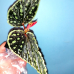 Queen Constellation (Darthvaderiana x Chlorosticta red) (hbr.)