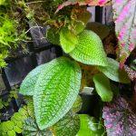 PHG-02_Phyllagathis sp with border