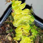 MRC-01-Marcgravia Umbellata