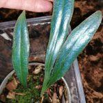 1-01-Microsorum thailandicum
