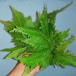 07-Selaginella umbrosa (SLL-UBS)