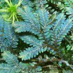 01-Selaginella uncinata (SLL-UCT)