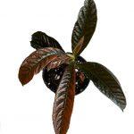 L07_Labisia Pumila var Lanceolata