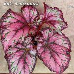 БИС-Фламинго
