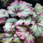 БИС-Сиреневый Туман