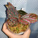 Hairy spotts