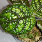 NAU-02_Nautilocalyx erytranthus