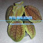 PIL-01_Pilea Involucrata