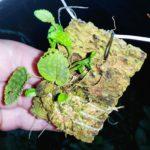 Lepanthes calodictyon