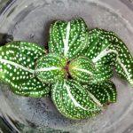 SON-05_Sonerila Green Spotted sp (Сонерила-05)