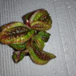 TRL-01_Triolena-pustulata