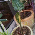 Philodendron Caramel Marble Queen детка-2