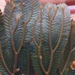 05-Selaginella intermedia Bronze form (SLL-ITB)