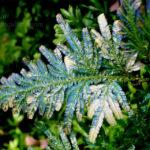 06-Selaginella willdenowii variegated-var1 (WDV)