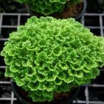 09-Selaginella kraussiana Queen of Siam (SLL-KQS)