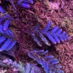 11-Selaginella Blue Metallic Sarawak (Тай)