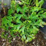 12-Selaginella sp SLL-SIS