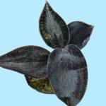 ORH-13_Орхидея Драгоценка Черная Anoectochilus Calcareus