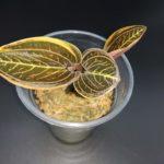 ORH-15_Орхидея Драгоценка (Ludisia Discolor Variegata)