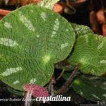 Crystallina