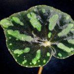 Pseudodryadis