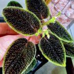 SRC-04_Sarcopyramis Borneo-dark