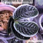 ACR-02_Acranthera