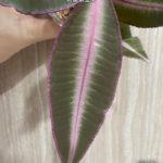 Labisia pumila