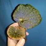 Aketajawensis dark form (sp)