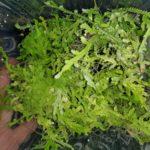 19-Selaginella Serpens