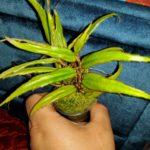 xiphophylla