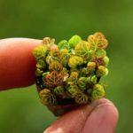Saxifraga stolonifera (Камнеломка микро)