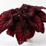 DS-Red Queen