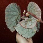 Aketajawensis grey form Hybrid "HR-Origami silver pink (spotted)"