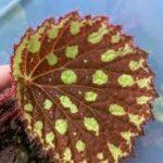Aketajawensis spotted form (sp)