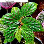 Fuscisetosa sp.