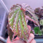 Lampung Sumatera Crazy Pink Pearl