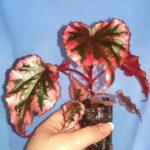 LeCharm-Bubble Gum (Amphioxus x Ignita) (hbr.)