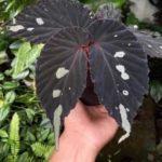 Mantuk dark form sp.