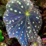 Erythrofolia (Starry Sky)