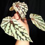 ЖУСТ-Moon's tear (Chloristicta green×Dregei TD-03) (hbr.)