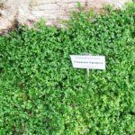 20-selaginella-kraussiana