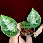 U577 var green form