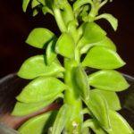 202-13_Peperomia Dolabriformis (Пеперомия Долабриформис)