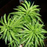 202-15_Peperomia  FERREYRAE "Happy Bean"  (Пеперомия Ферейра)