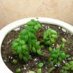 202-17_Peperomia Nurii (Пеперомия Нурии)